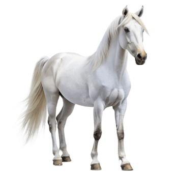 Chevaux