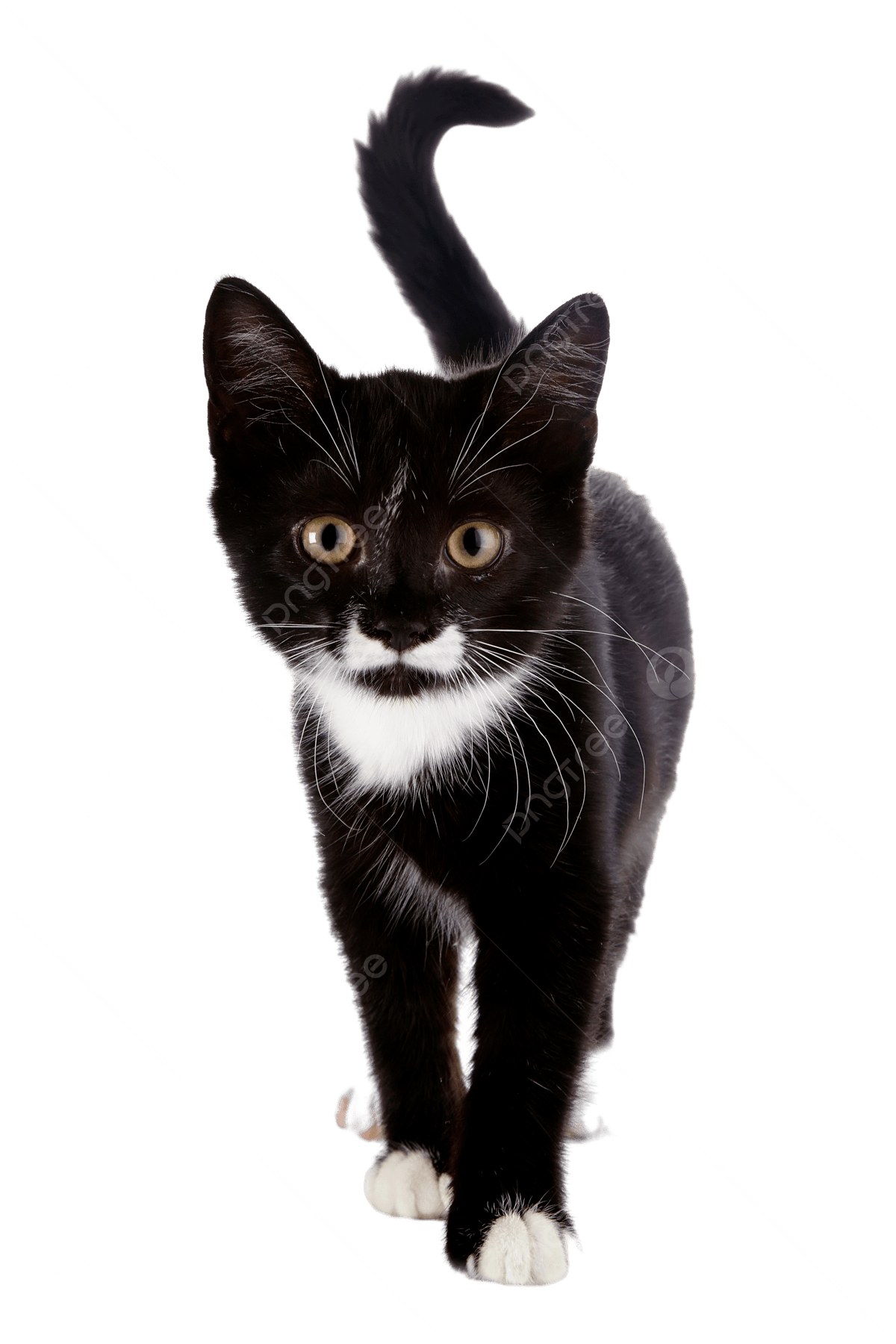 Chats