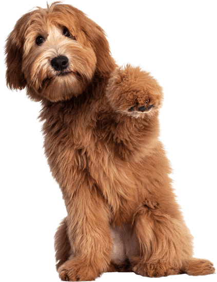 Chiens